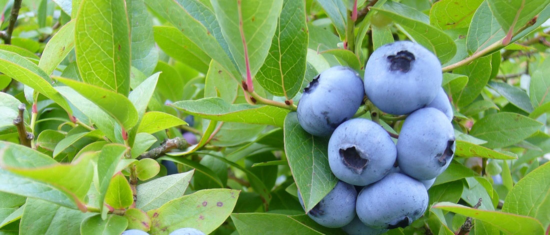 Köstlich... Müllers Heidelbeeren